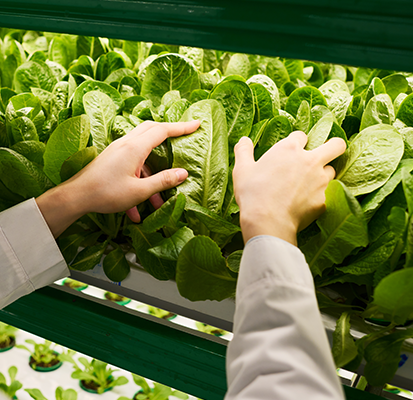 Vertical garden creation